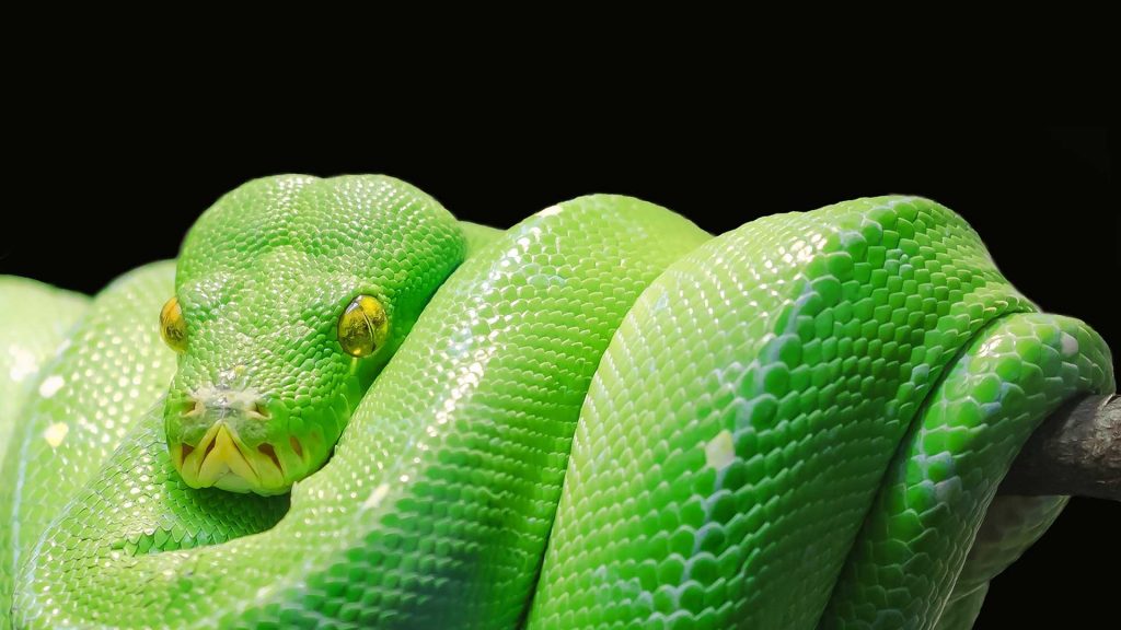 snake-puzzle-ignis-nxter
